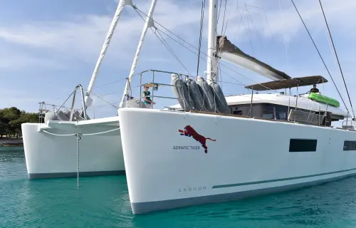 Adriatic Tiger