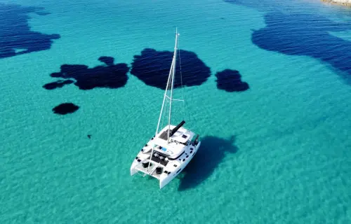 Mangusta